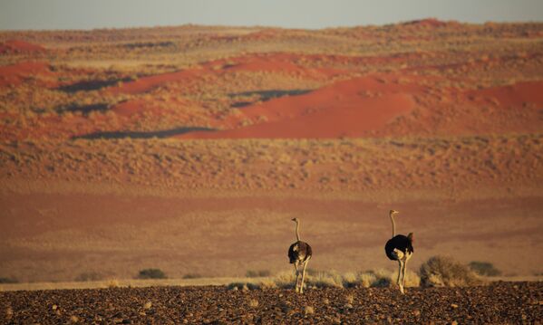 Namibie: voyage photo au pays de l'exotisme - Sputnik Afrique