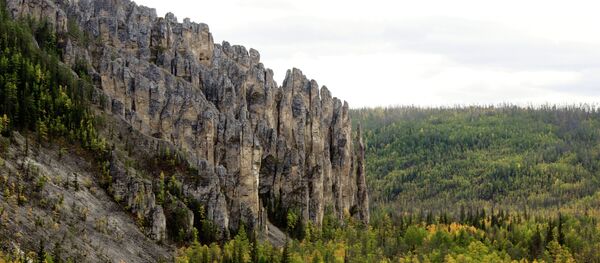 Un forêt Un forêt - Sputnik Afrique