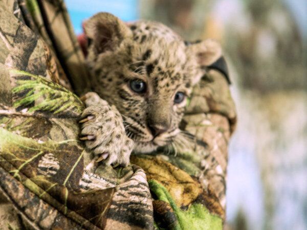 Naissance de bébés léopards dans le parc national de Sotchi - Sputnik Afrique