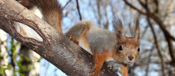 Белка в Измайловском саду - Sputnik Afrique