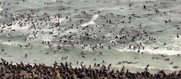 Лежбище северных морских котиков и сивучей - Sputnik Afrique