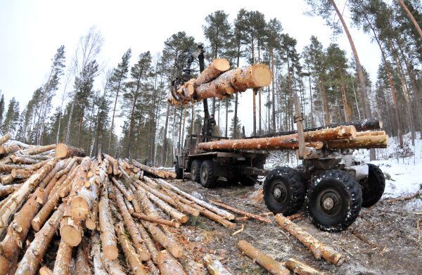 Russie: 800.000 ha de forêt détruits tous les ans par les braconniers - Sputnik Afrique