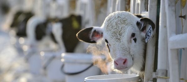 Молочная ферма - Sputnik Afrique