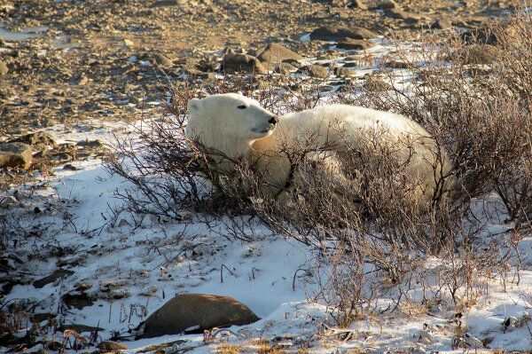 L'ours blanc, géant de l'Arctique - Sputnik Afrique