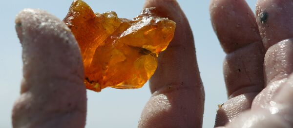 Добыча янтаря в береговой зоне Балтийского моря - Sputnik Afrique