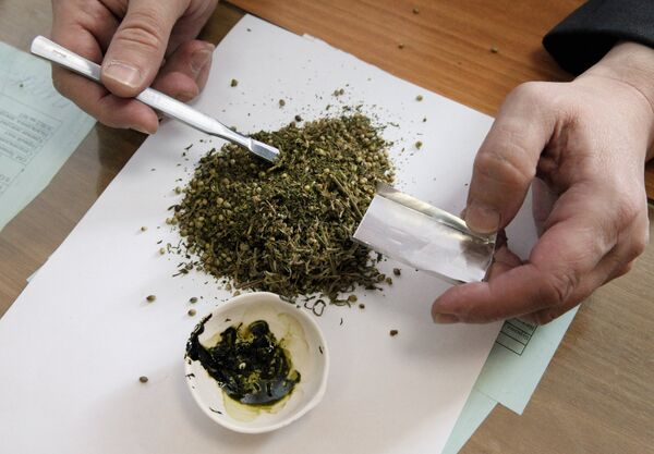 Drogue: 130 kilos de marijuana découverts dans le Primorié (FSKN) - Sputnik Afrique