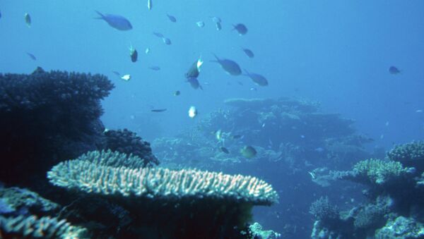 récif corallien, image d'illustration - Sputnik Afrique
