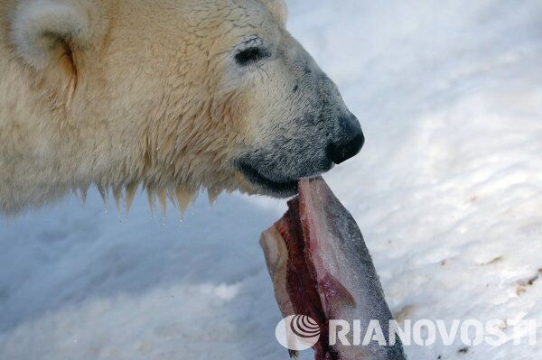 Le petit ours polaire de Novossibirsk fait sa première promenade - Sputnik Afrique