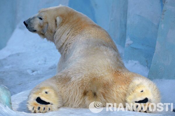 Le petit ours polaire de Novossibirsk fait sa première promenade - Sputnik Afrique