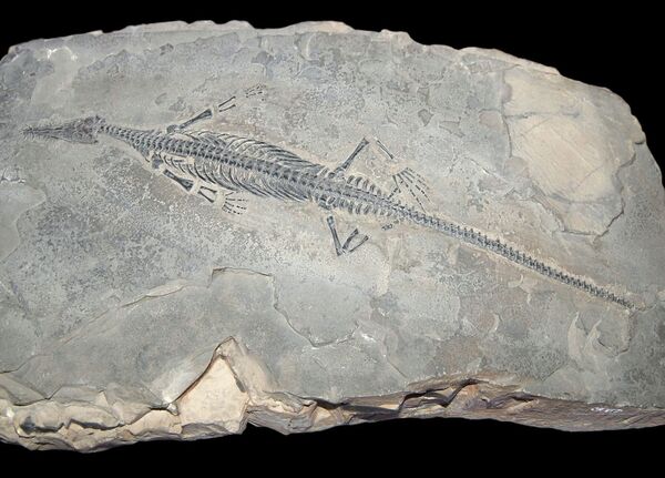 Le fossile d'un mésosaure géant découvert en Italie - Sputnik Afrique