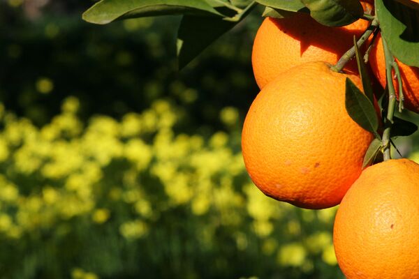Embargo russe: l'UE alloue 125 M EUR aux producteurs de légumes et de fruits - Sputnik Afrique
