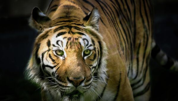 Journée du tigre: meilleure fête écologique de Russie (Poutine) - Sputnik Afrique