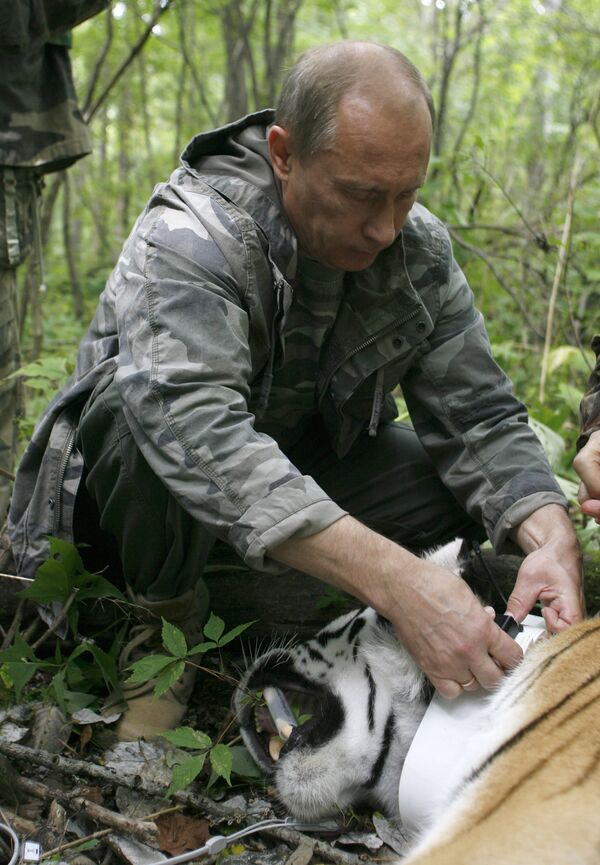 Vladimir Poutine au chevet des tigres de Sibérie - Sputnik Afrique