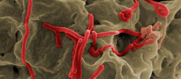 Вирус Эбола - Sputnik Afrique