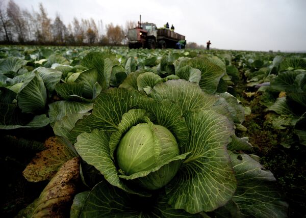 Fruits et légumes: 17 M USD de pertes pour Kiev si Moscou maintient l'embargo - Sputnik Afrique