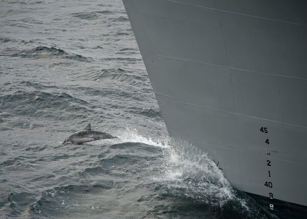 Crimée: des dauphins soldats participent à un exercice naval russe - Sputnik Afrique