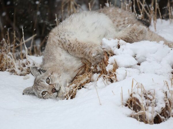 Un jeune lynx s'installe dans une réserve naturelle russe - Sputnik Afrique