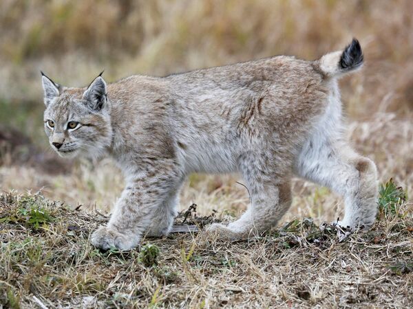 Un jeune lynx s'installe dans une réserve naturelle russe - Sputnik Afrique